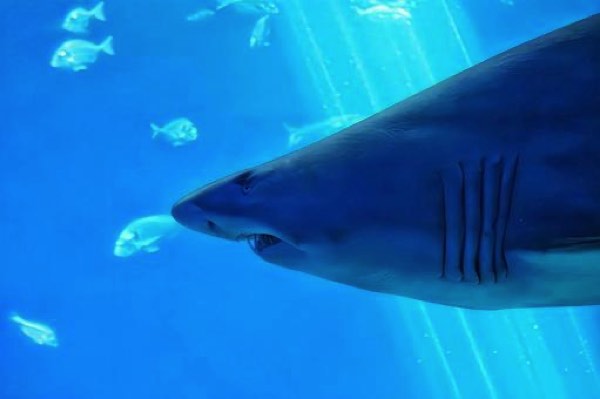 水槽にサメ
