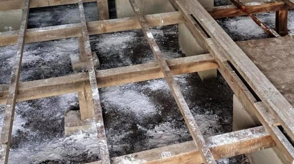 床下浸水により発生したカビ