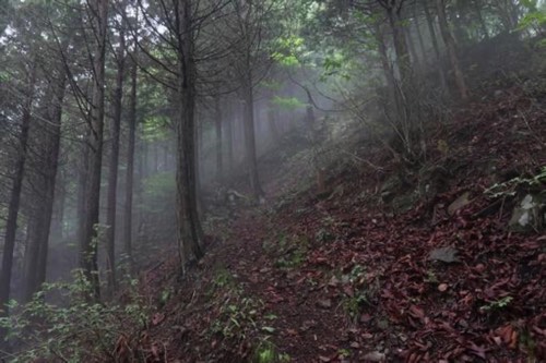濃霧の森林