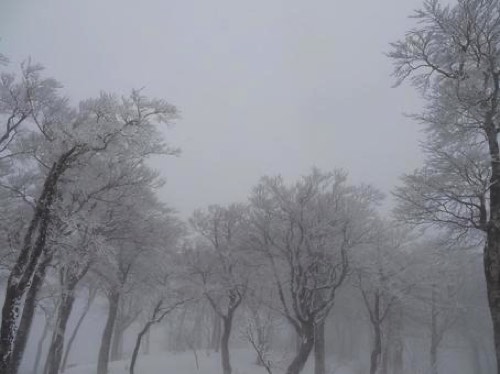 森林でのホワイトアウト