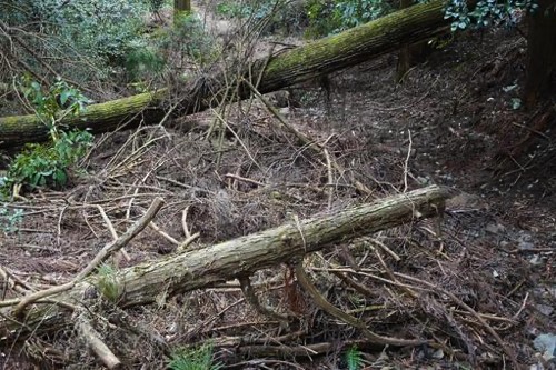 地震による倒木