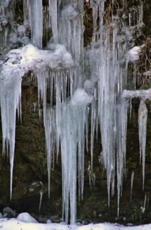 木々にうまれる氷柱