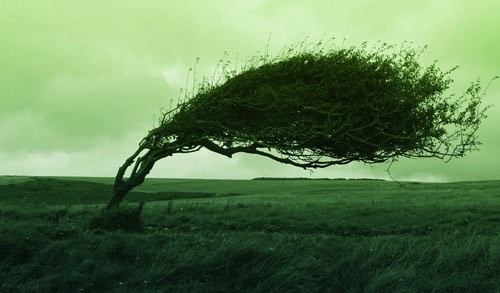 強風にあおられる木