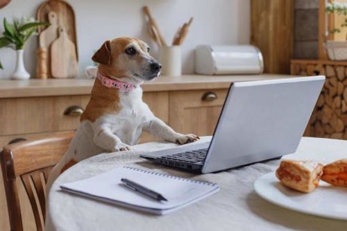 犬がリモート会議