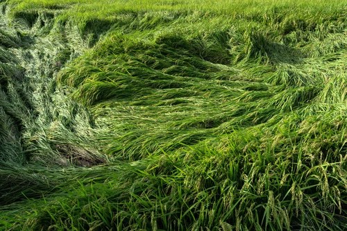 爆弾低気圧で被害を受ける畑