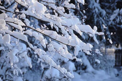 倒木につながる着雪